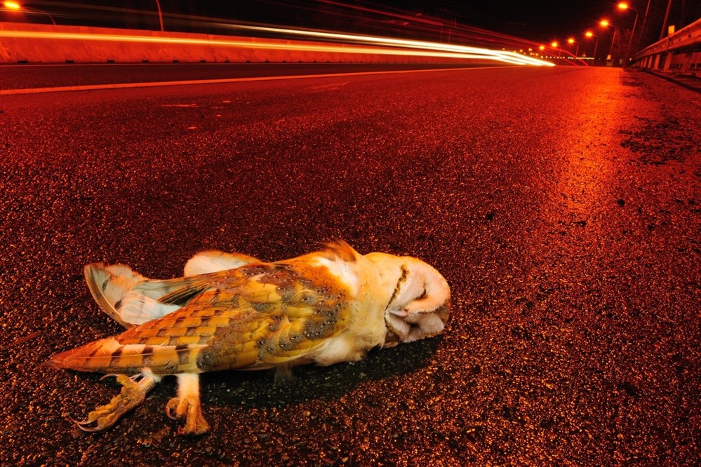 Kerkuil verkeersslachtoffer