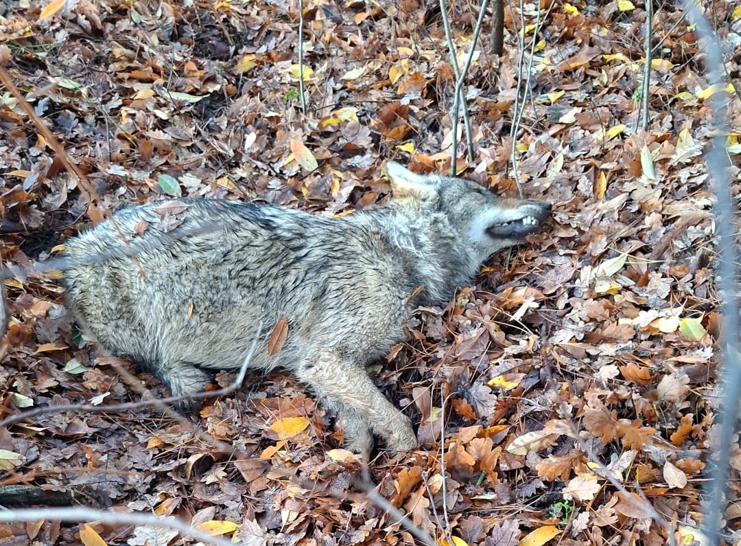 Welp van 2025 dood in de berm