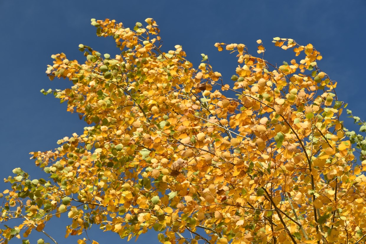 (foto Yves Adams - Vildaphoto)