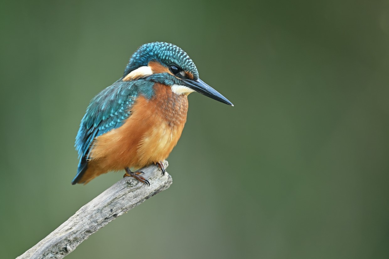 (Yves Adams - Vildaphoto)