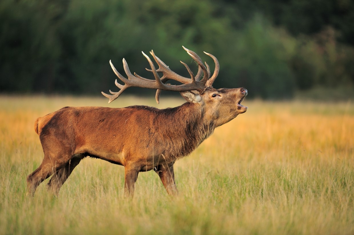 (Yves Adams - Vildaphoto)