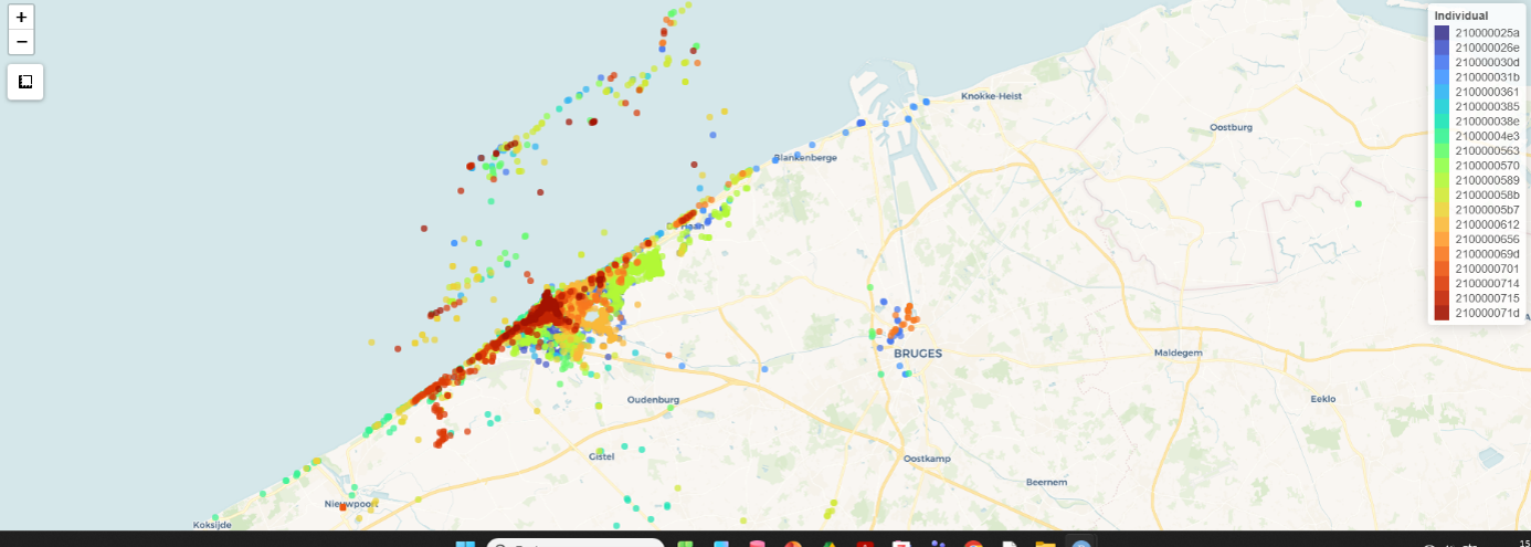 Kaart 1 toont waar 20 individuen vliegen en vertoeven. Deze 20 vogels gebruiken grote delen van Oostende, maar komen ook soms op zee, verder in het binnenland en tot aan Zeebrugge en Brugge. Er is bij dit beeld een zeker bias die we moeten vermelden want er zijn natuurlijk veel minder gsm’s op zee of in agrarisch gebied. Maar aangezien het onderzoek gaat over hoe zilvermeeuwen de stad gebruiken, lijken de zenders daarvoor uitstekend te werken.