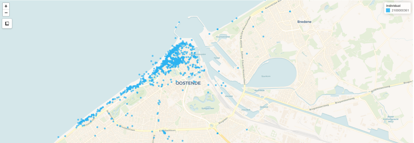 Kaart 2 is het resultaat van een gezenderde vogel die vooral graag aan de westkant van Oostende vertoeft. Dit is duidelijk een zonneklopper. Waarschijnlijk gaat het om een vogel die ergens in het centrum verblijft, samen met zijn jong.