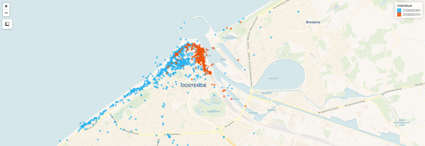 Kaart 3 toont het verschil aan tussen vogel 1 (blauw) en vogel 2 (rood). Blijft vogel 1 vooral aan de westkant van Oostende, dan vertoeft vogel 2 - die als juveniel werd gevangen aan de westkant - bijna uitsluitend aan de Visserskaai, vlakbij de kraampjes waar veel volk passeert.