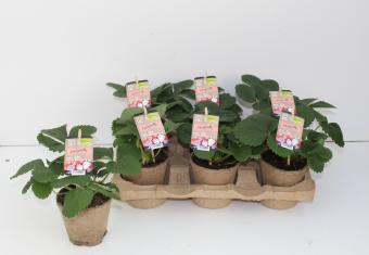 Ecological strawberry plants from Dataflor