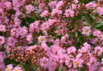 Gold for ‘Eveline’, the new Lagerstroemia indica from Devriese-Luyssen