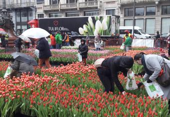 Le VLAM offre des tulipes à Anvers