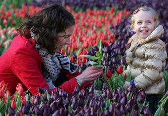 Antwerpen, 20 januari. Gratis Pluktuin met Vlaamse tulpen